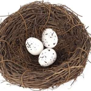 Birds Nest with Eggs
