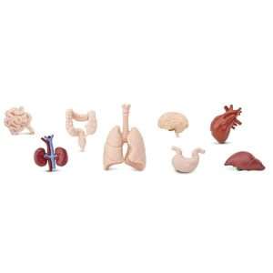 Human Anatomy Miniature Set