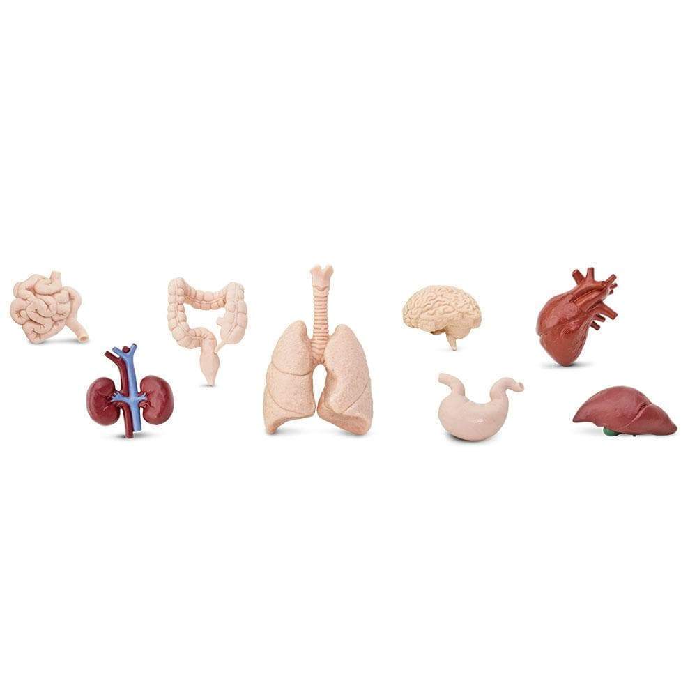 Human Anatomy Miniature Set